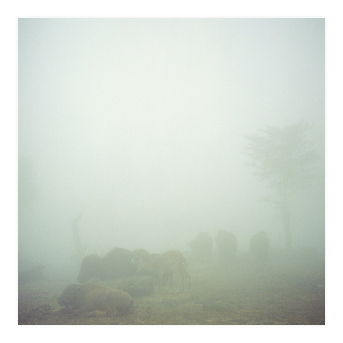 Silence of breath - 03 (Print Only)