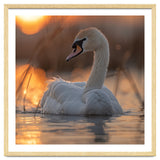 Majestic Swan Swimming At Sunrise Serene Water thumbnail