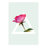 Rose (Print Only) thumbnail
