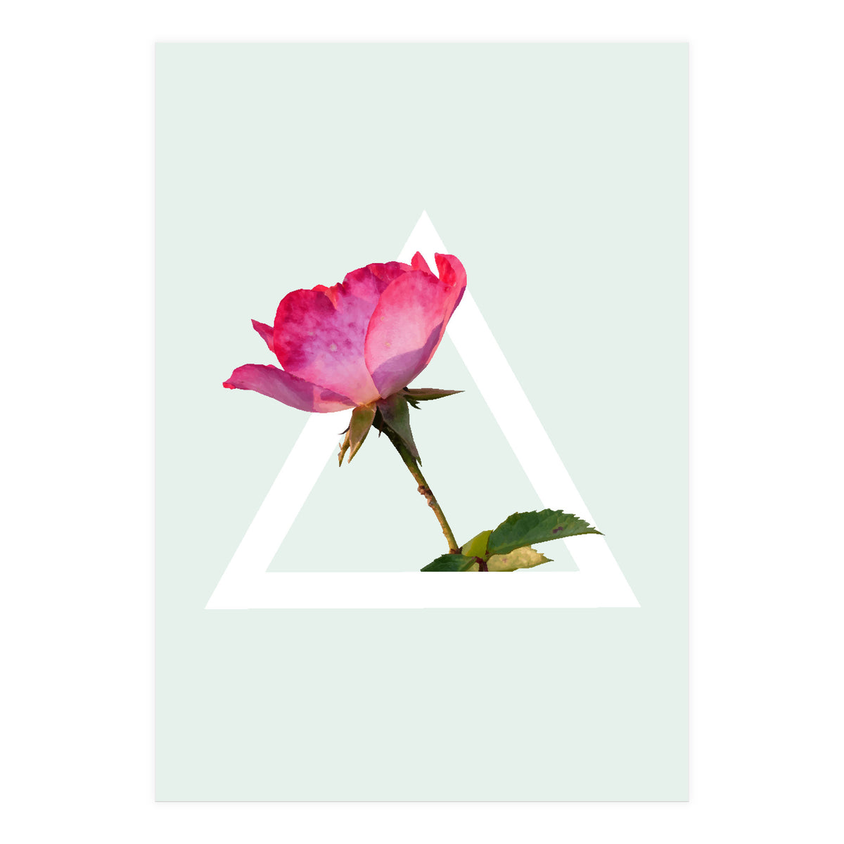 Rose (Print Only)