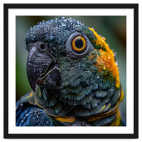 Close Up Of A Wet Macaw Parrot Head