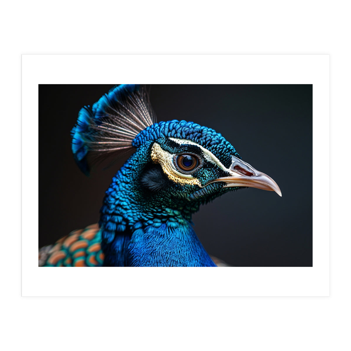 Close Up Peacock Head Blue Green Feather  (Print Only)