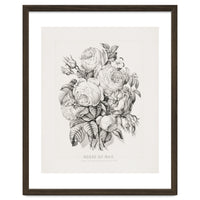 Currier & Ives – Rose of May (1870)