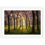 Blooming cherry trees in soft morning light thumbnail