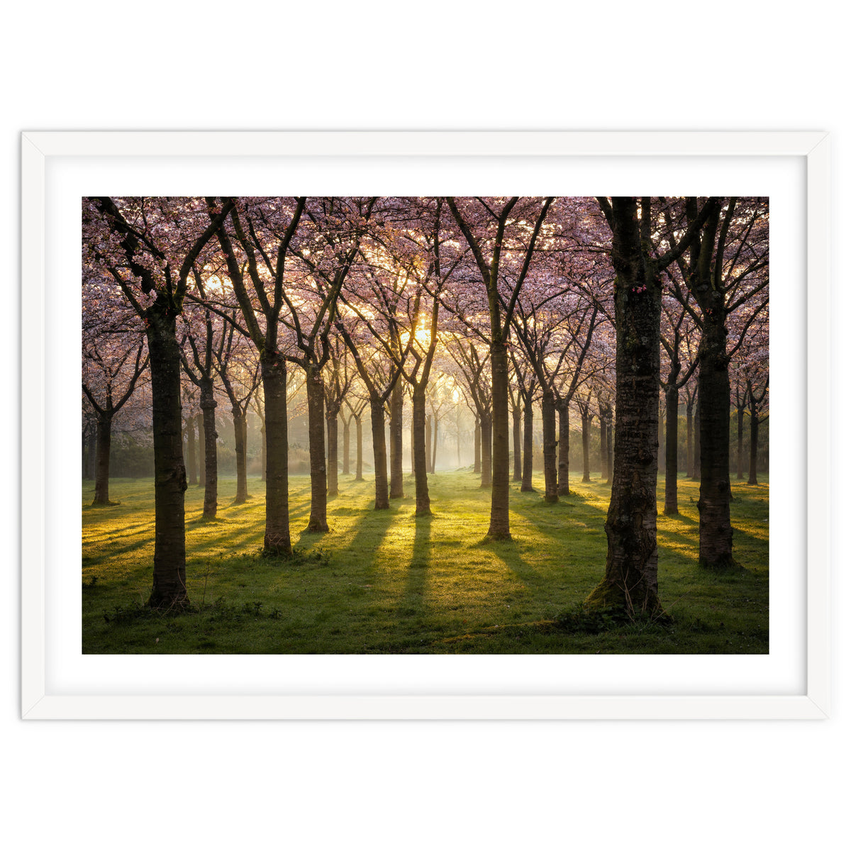 Blooming cherry trees in soft morning light