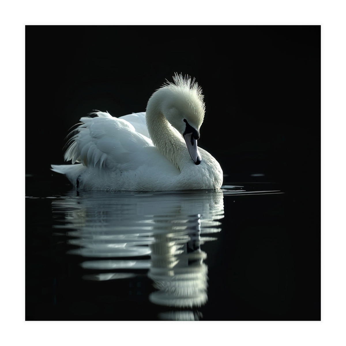 White Swan Gracefully Swimming In Dark Water (Print Only)