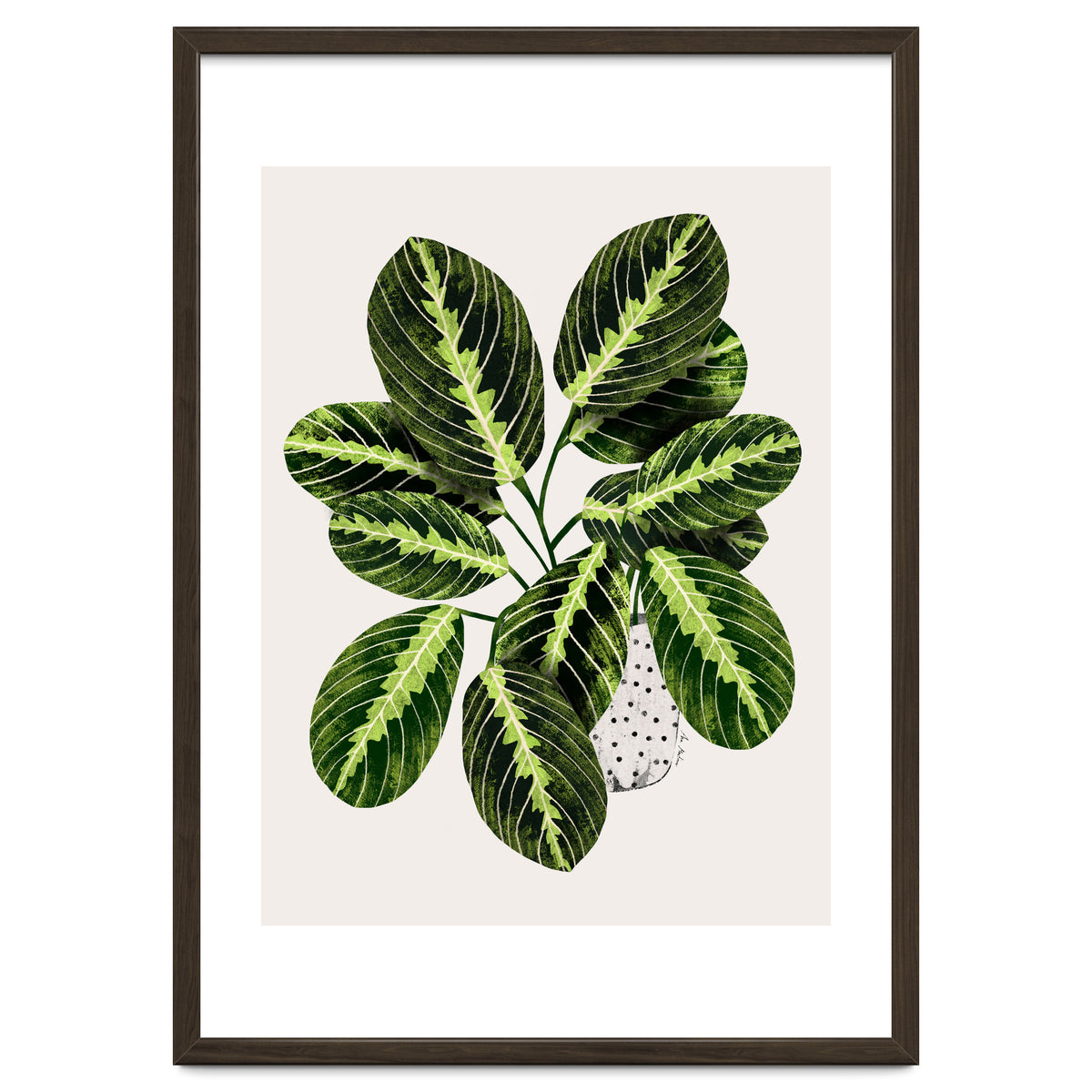 Maranta Plant