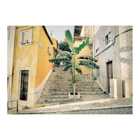 Lisbon Palm Tree (Print Only)