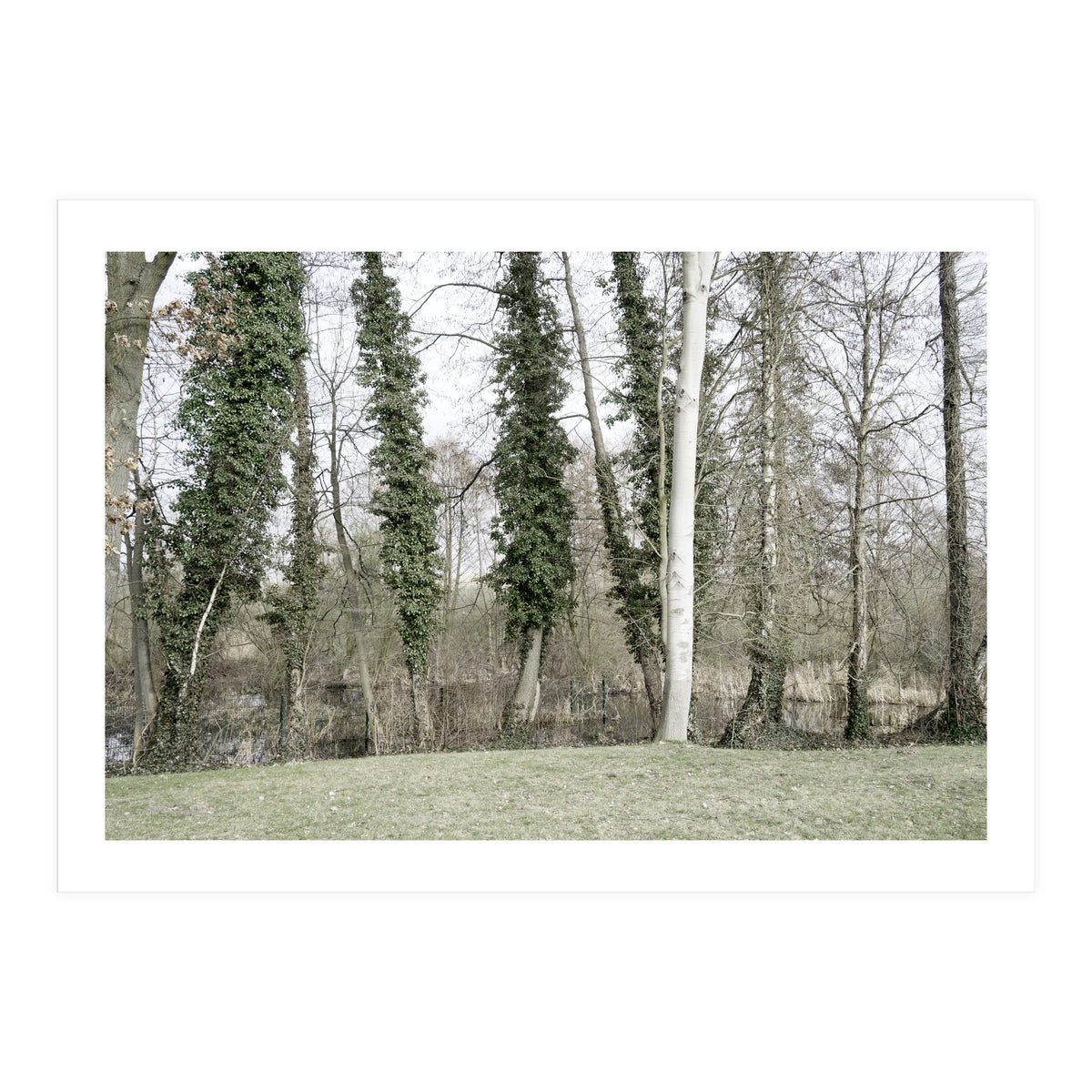 Sole white birch in the trees (Print Only)