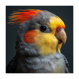 Cockatiel Parrot Closeup Vibrant Feather  (Print Only) thumbnail