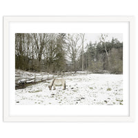White horse in the snow field