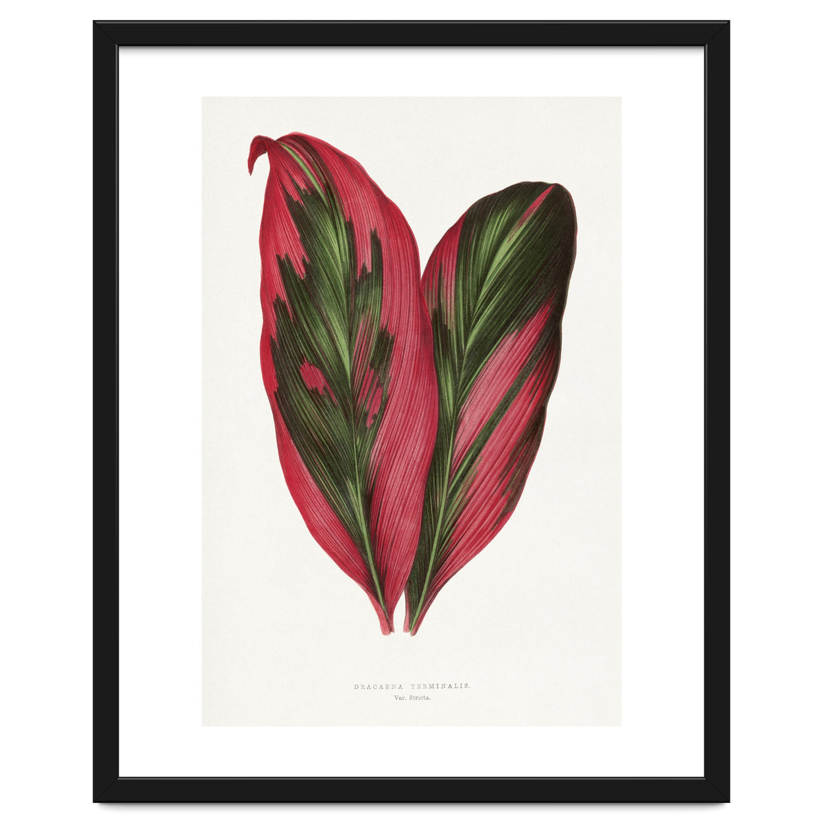 Alexander Francis Lydon & Benjamin Fawsett – Pink Dracaena Terminalis Leaf (1865)