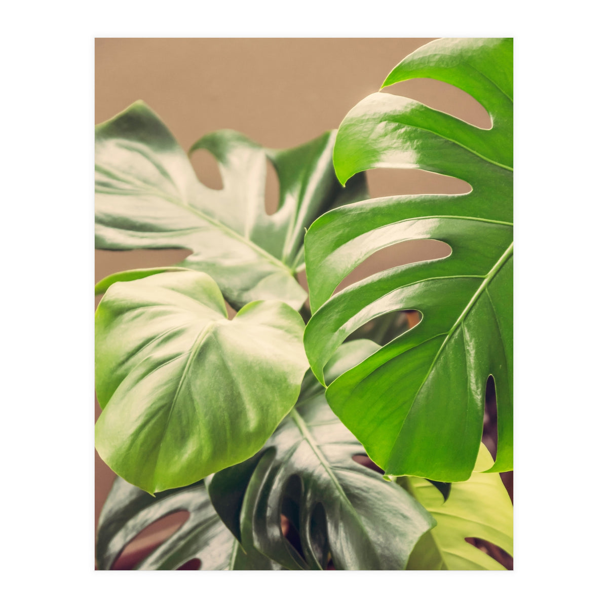Monstera Mix (Print Only)