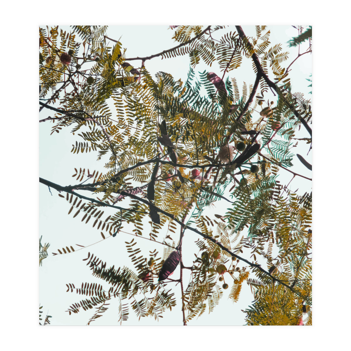 Patterns In Nature (Print Only)