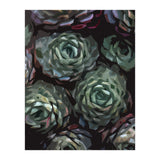 Succulent Plant Ii (Print Only) thumbnail