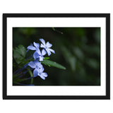 BLOSSOM. thumbnail