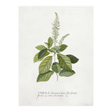 Georg Dionysius Ehret – Cinnamomum Illustration (1708–1770) (Print Only) thumbnail