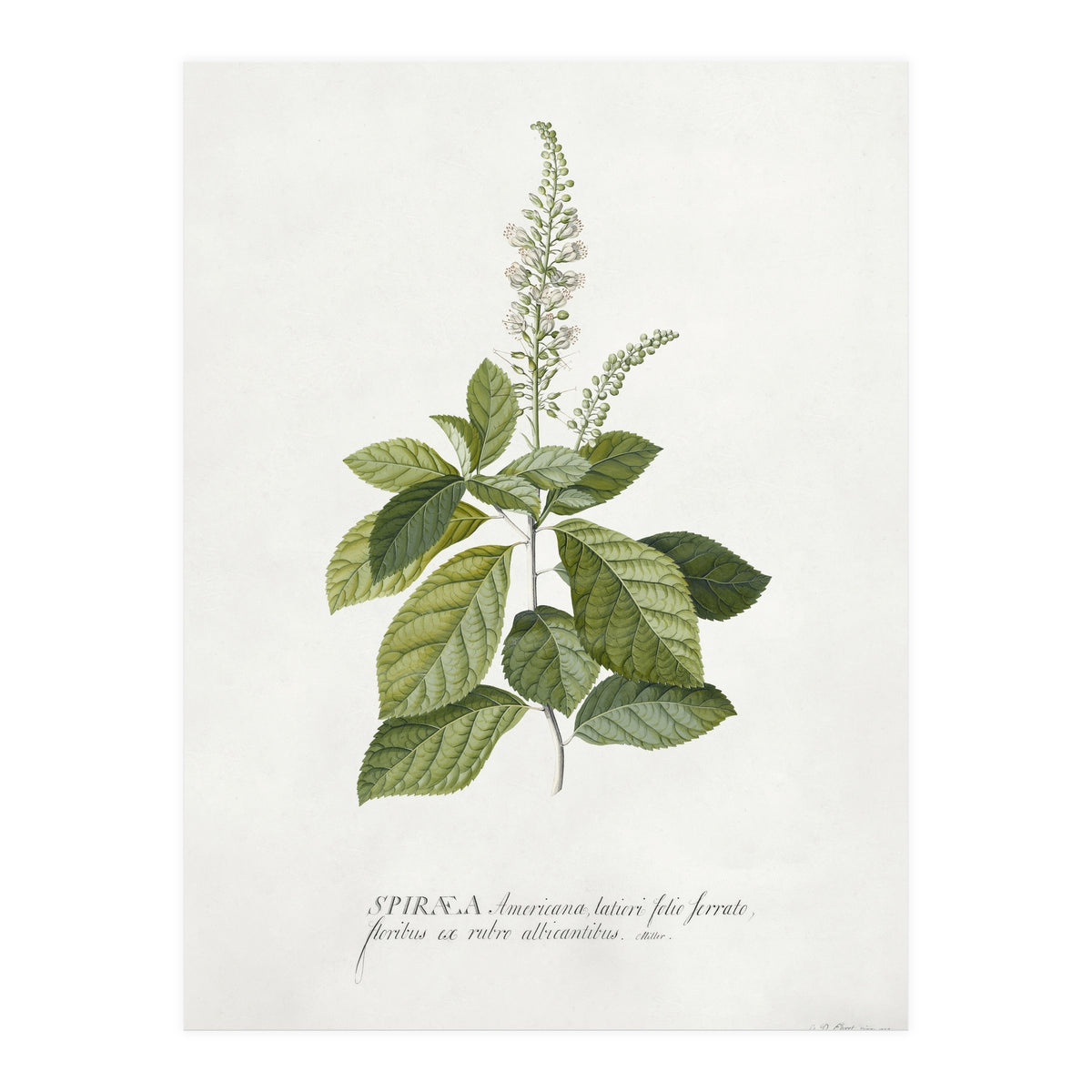Georg Dionysius Ehret – Cinnamomum Illustration (1708–1770) (Print Only)