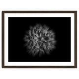 Backyard Flowers In Black And White No 48 Flow Version thumbnail
