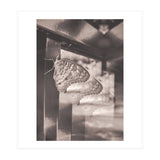 Evolving | Sepia (Print Only) thumbnail