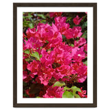 Pink Bougainvillea Flowers thumbnail