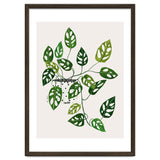 Monstera Obliqua Plant thumbnail
