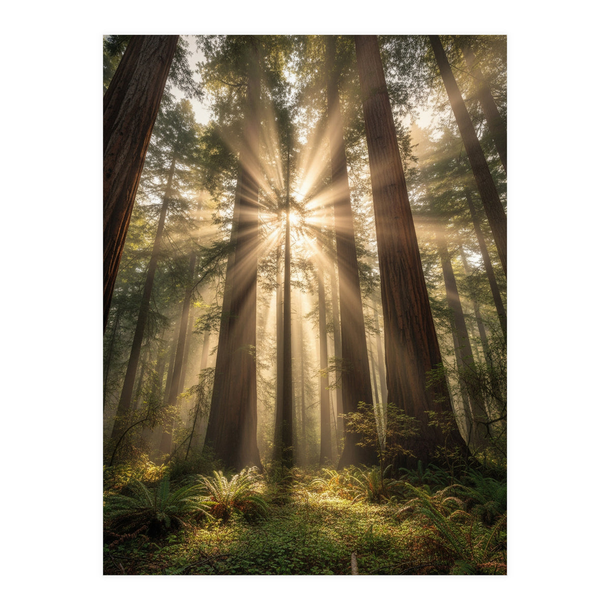 Ethereal Redwood Sanctuary: Sunbeams in the Ancient Forest (Print Only)