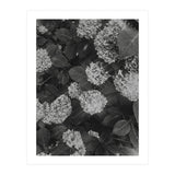 Hydrangeas | Black & White Portrait (Print Only) thumbnail