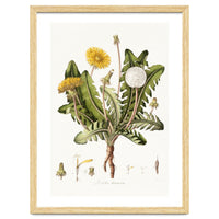 William Curtis – Dandelion (1777–1798)