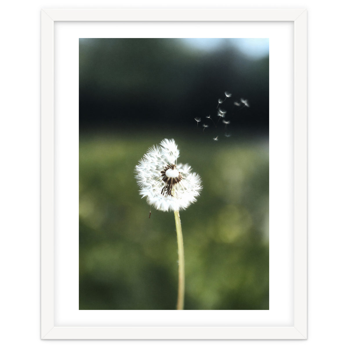 Dandelion Wish Photography