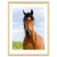 Brown Horse