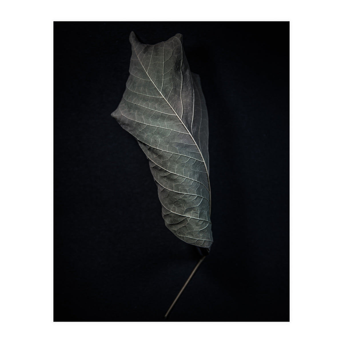 Leaves No 3 Color Version (Print Only)