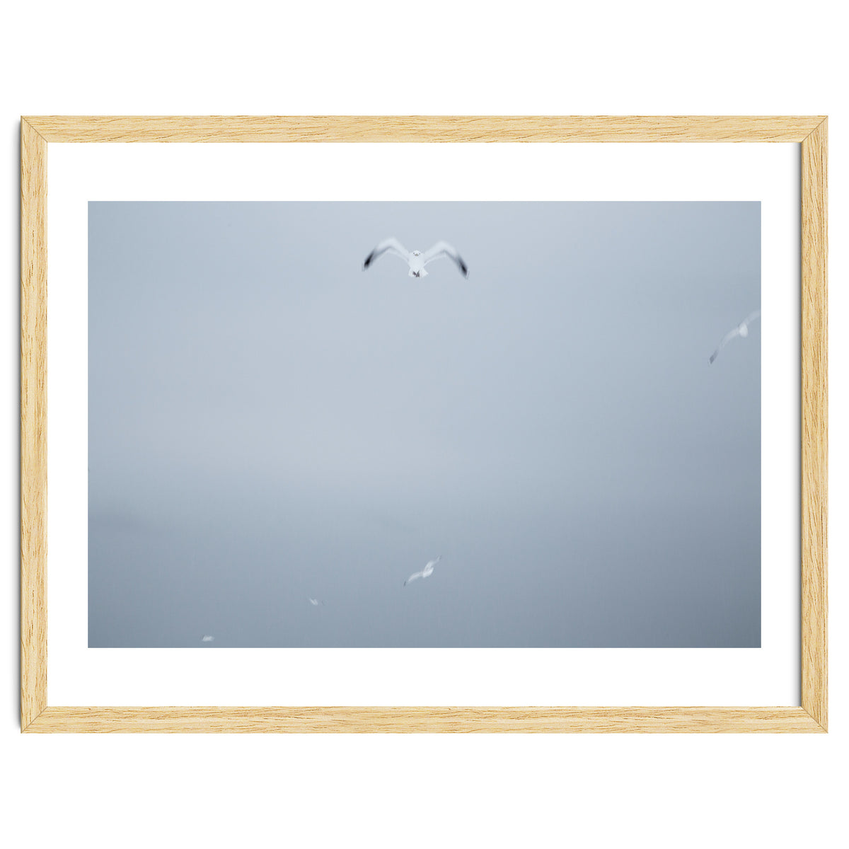 A flying seagull in the winter sky