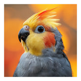 Cockatiel Parrot Close Up  (Print Only) thumbnail