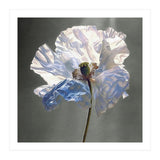 Shirley Poppy | Morning Silk (Print Only) thumbnail