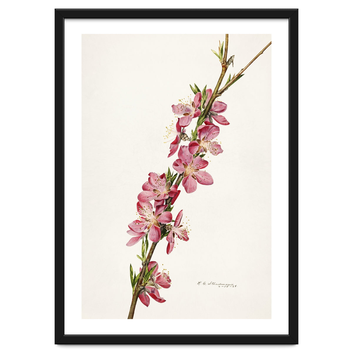 Royal Charles Steadman – Peach (Prunus persica) (1924)