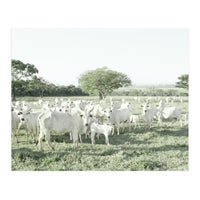 LIVING TOGETHER - WHITE COWS FAMILY (Print Only)