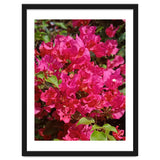 Pink Bougainvillea Flowers thumbnail