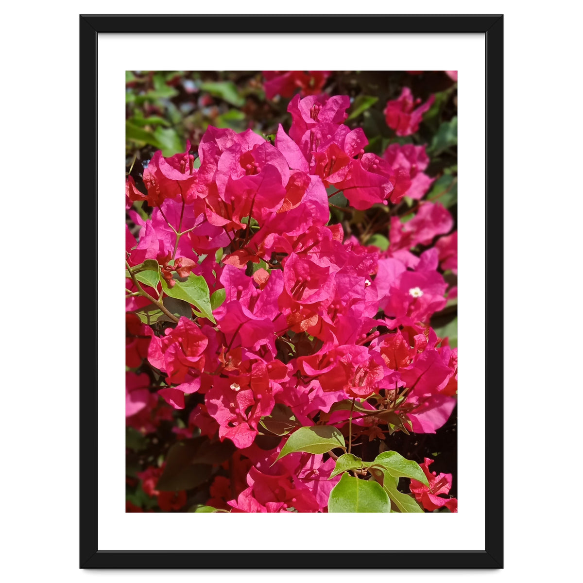 Pink Bougainvillea Flowers