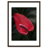 Red Anthurium Flower thumbnail