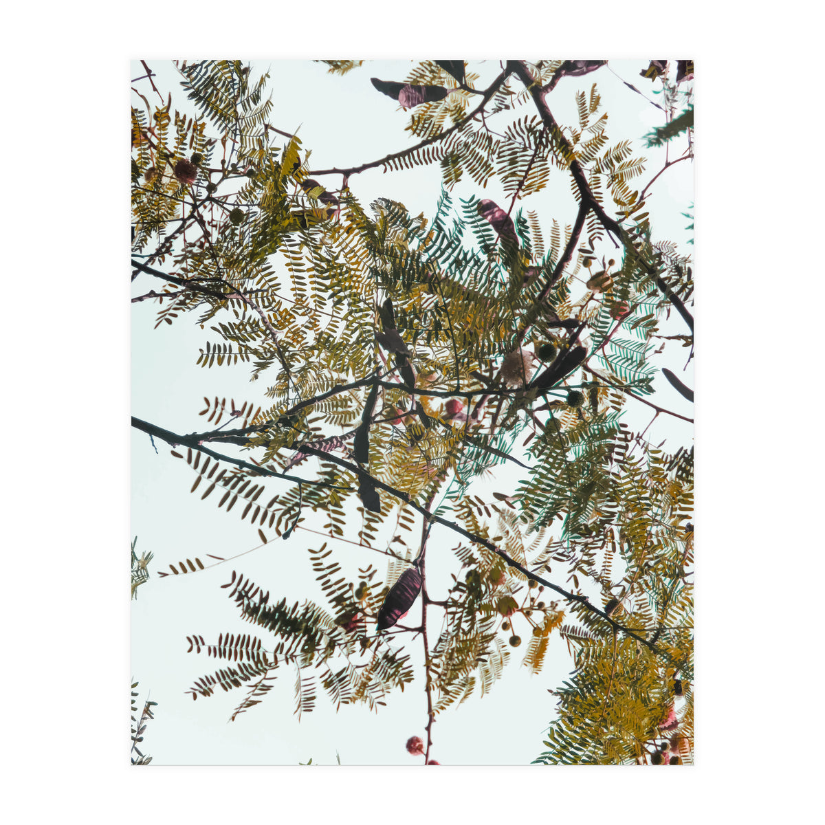 Patterns In Nature (Print Only)