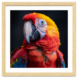 Scarlet Macaw Parrot Head Detailed Portrait Black thumbnail