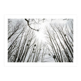 Bare trees in the winter sky (Print Only) thumbnail