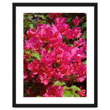 Pink Bougainvillea Flowers thumbnail