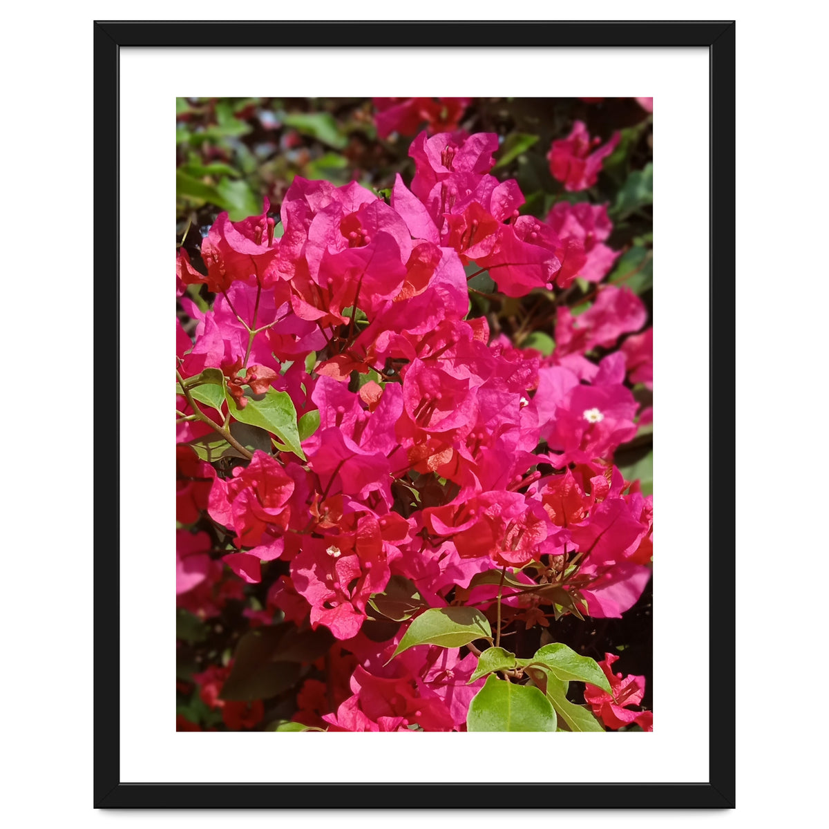 Pink Bougainvillea Flowers