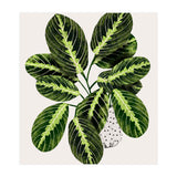 Maranta Plant (Print Only) thumbnail