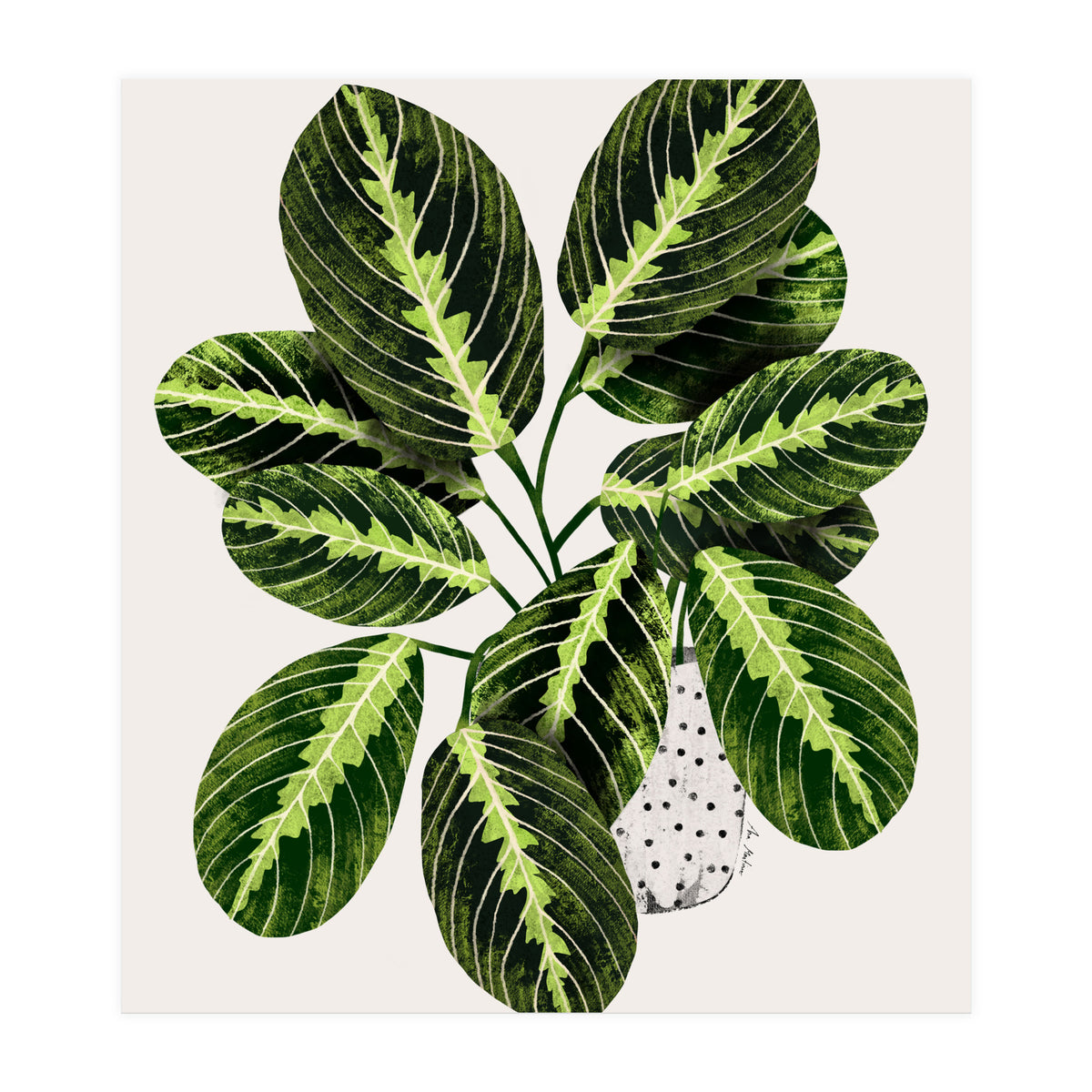 Maranta Plant (Print Only)