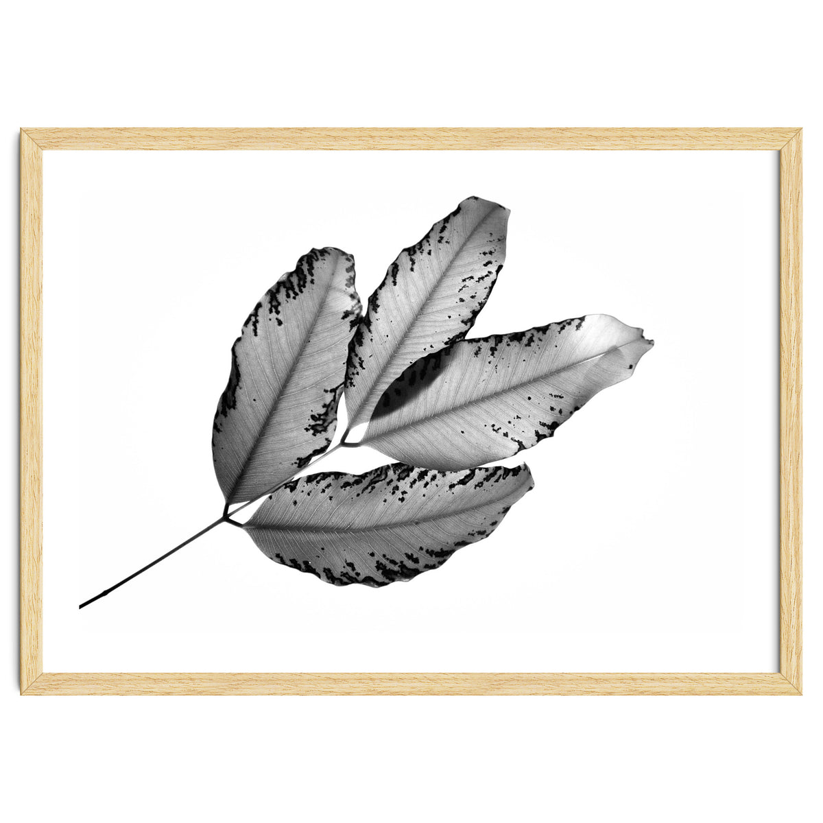 Branches and Leaves, 2016, 1