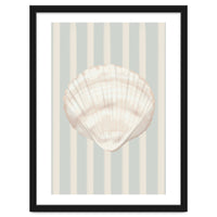 Sea shell
