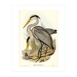 Elizabeth Gould – Great Grey Heron (Ardea leucophaea) | Birds of Australia Illustration (Print Only) thumbnail